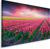 Schilderij - Bloeiend tulpen veld, premium print