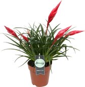 Breasy Bromelia multiflora Astrid | tropisch bloeiende kamerplant | 1 stuks | Ø 13cm |  30-35 cm
