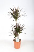 Kamerplant van Botanicly – Drakenboom – Hoogte: 115 cm – Dracaena Marginata