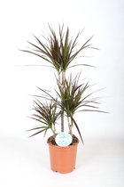 Kamerplant van Botanicly – Drakenboom – Hoogte: 80 cm – Dracaena Marginata