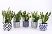 Bomen van Botanicly – 5 × Vrouwentongen – Hoogte: 30 cm – Sansevieria