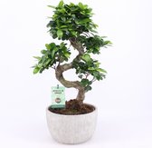 Bonsai van Botanicly – Ficus ginseng Bonsai – Hoogte: 60 cm