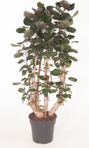 Kamerplant van Botanicly – Polyscias Fabian – Hoogte: 150 cm
