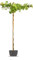 Amberboom als dakboom | Liquidambar styraciflua | Stamomtrek: 10-12 cm | Stamhoogte: 210-230 cm