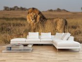 Professioneel Fotobehang van een leeuw in de natuur - bruin - Sticky Decoration - fotobehang - decoratie - woonaccesoires - inclusief gratis hobbymesje - 415 cm breed x 280 cm hoog - in 7 ver
