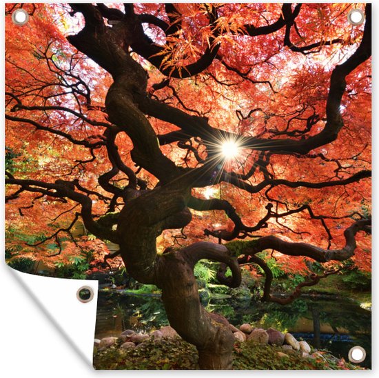 Japanse esdoorn op stam: elegante boom voor jouw tuin