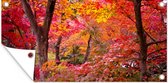 Tuinposter Kleurrijke Japanse esdoorns - 80x40 cm - Wanddecoratie Buiten - Tuinposter - Tuindoek - Schuttingposter - Tuinschilderij