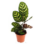 Calathea Makoyana  Ø 12cm  Peacock Plant  Gewortelde stek