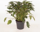 FloriaFor - Homalomena Lemon Lime In ELHO Sierpot (wit) - - ↨ 40cm - ⌀ 15cm