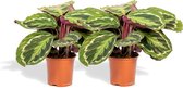 Hello Plants Calathea Medallion Pauwenplant - 2 Stuks - Ø 14 cm - Hoogte: 40 cm - Kamerplant