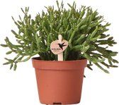 Groene plant - Rhipsalis Cereuscala Gold - potmaat Ø6cm