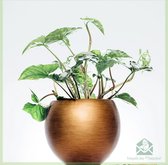 Syngonium Podophyllum Albo Variegata - zeldzame kamerplanten - plantje - pot 12 cm - hoogte 26 cm