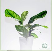Monstera pinnatipartita - zeldzame kamerplanten - plantje - pot 12 cm - hoogte 30 cm