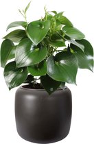 Hellogreen Kamerplant - Pannenkoekenplant XL - Pilea Peperomioides - 50 cm - ELHO Pure Beads Walnootbruin