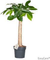 Kamerplant van Botanicly – Geldboom – Hoogte: 100 cm – Pachira aquatica