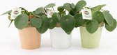 Kamerplanten van Botanicly – 3 × Pannenkoekenplant – Hoogte: 20 cm – Pilea peperomioides