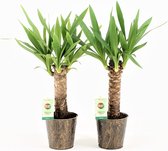 Kamerplanten van Botanicly – 2 × Palmlelie – Hoogte: 50 cm – Yucca