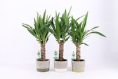 Kamerplanten van Botanicly – 3 × Palmlelie – Hoogte: 50 cm – Yucca