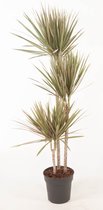 Kamerplant van Botanicly – Drakenboom – Hoogte: 150 cm – Dracaena Marginata Bicolor