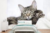 Behang - Fotobehang Twee knuffelende Amerikaanse Korthaar katten - Breedte 600 cm x hoogte 400 cm