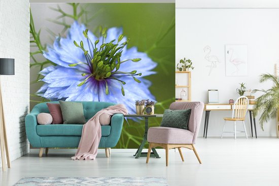 Papier peint photo en vinyle - Une nigelle bleu clair en fleur largeur 240 cm x hauteur 240 cm - Tirage photo sur papier peint (disponible en 7 tailles)
