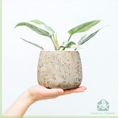 Philodendron White Princess - My Lady - zeldzame kamerplant - plantje - pot 12 cm