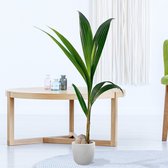 Kokospalm - Cocos nucifera - Makkelijke kamerplant - Grote planten - Kamerplant luchtzuiverend ↑ 110-120 cm - Pot-Ø 19cm