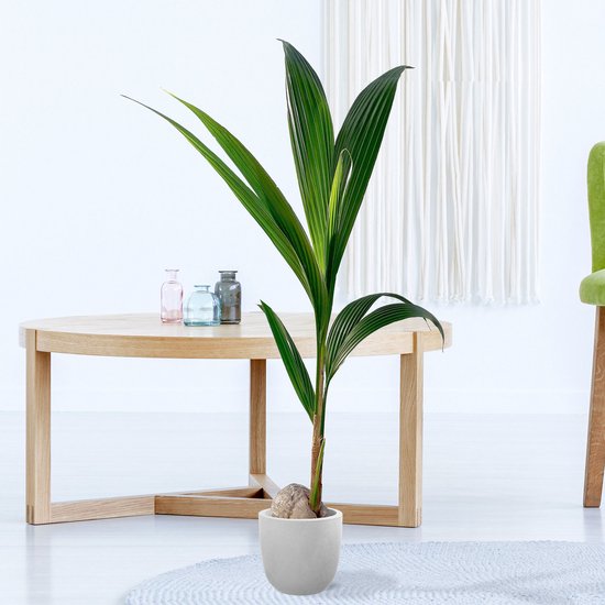 Kokospalm - Cocos nucifera - Makkelijke kamerplant - Grote planten - ↑ 110-120 cm - Pot-Ø 19cm