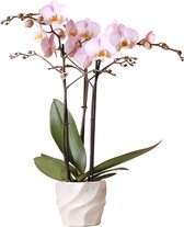 Kolibri Orchids | Roze phalaenopsis Kikion orchidee in witte Twisted sierpot - potmaat Ø12cm