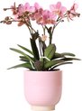 Kolibri Orchids | Oud roze Phalaenopsis orchidee Jewel Treviso in roze Glazed sierpot - Ø12cm