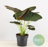 Kamerplant van Botanicly – Olifantsoor – Hoogte: 70 cm – Alocasia Regal Shields