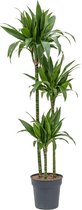 Kamerplant van Botanicly – Drakenboom – Hoogte: 115 cm – Dracaena fragrans