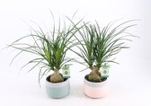 Kamerplanten van Botanicly – 2 × Olifantenpoot – Hoogte: 35 cm, 1 tak – Beaucarnea