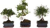 Bonsai van Botanicly – 3 × Bonsai Mix – Hoogte: 35 cm