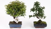 Bonsai van Botanicly – 2 × Bonsai Mix – Hoogte: 20 cm