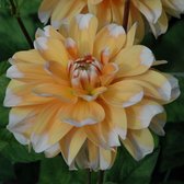Dahlia Bahama Apricot