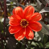 Dahlia Bishop of Oxford | 1 stuk | Pioenbloemige Dahlia | Bishop Dahlia | Knol | Oranje | Dahlia Knollen van Top Kwaliteit | 100% Bloeigarantie | QFB Gardening