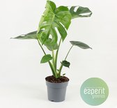 Kamerplant van Botanicly – Gatenplant – Hoogte: 60 cm – Monstera Deliciosa