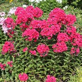 12x Flammefleur (Phlox (P) 'Starfire') - Pot P9 (9x9)