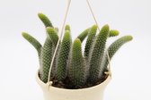 Ikhebeencactus Cleistocactus winteri subs. colademononis ''apenstaart cactus" in 15cm hangpot hangplant