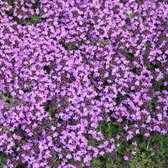 12x Tijm (Thymus praecox 'Coccineus') - P9 pot (9x9)