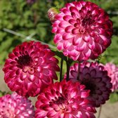 Dahlia Little Robert