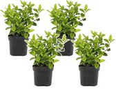 Plant in a Box - Viburnum Tinus - Set van 4 - Winterharde groenblijvende heesters - Pot 17cm - Hoogte 25-40cm