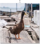 Carrelage Avec Impression | Cadeau | Cadeau d'anniversaire | Canard