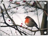 Tuinposter – Roodborstje op Tak met Besjes - 40x30 cm Foto op Tuinposter (wanddecoratie voor buiten en binnen)