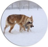 Dibond Muurcirkel - Stoeiende Bruine Wolven tijdens Sneeuwstorm - 70x70 cm Foto op Aluminium Muurcirkel (met ophangsysteem)