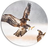 Dibond Muurcirkel - Vechtende Bruine Adelaars tijdens Sneeuwstorm - 60x60 cm Foto op Aluminium Muurcirkel (met ophangsysteem)