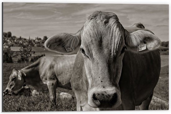 Dibond - Portret van Koe in Kudde in het Weiland (Zwart- wit) - 60x40 cm Foto op Aluminium (Met Ophangsysteem)