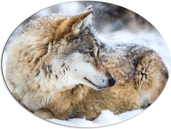 Dibond Ovaal - Omkijkende Bruine Wolf liggend in Besneeuwd Bos - 96x72 cm Foto op Ovaal (Met Ophangsysteem)