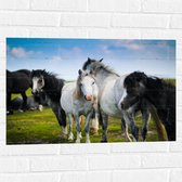 Muursticker - Kudde Wilde Paarden in Verschillende Kleuren onder Blauwe Lucht - 75x50 cm Foto op Muursticker